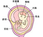 怀孕12周胎儿图