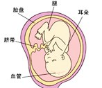 怀孕18周胎儿图