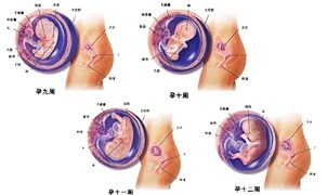 怀孕3月胎儿图
