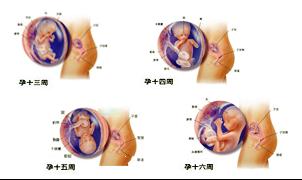 怀孕4月胎儿图