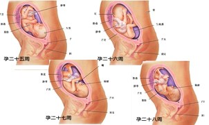 怀孕7月胎儿图