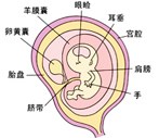 怀孕9个月胎儿图片