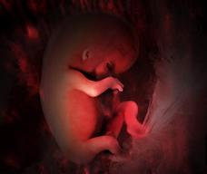 怀孕70天胎儿图